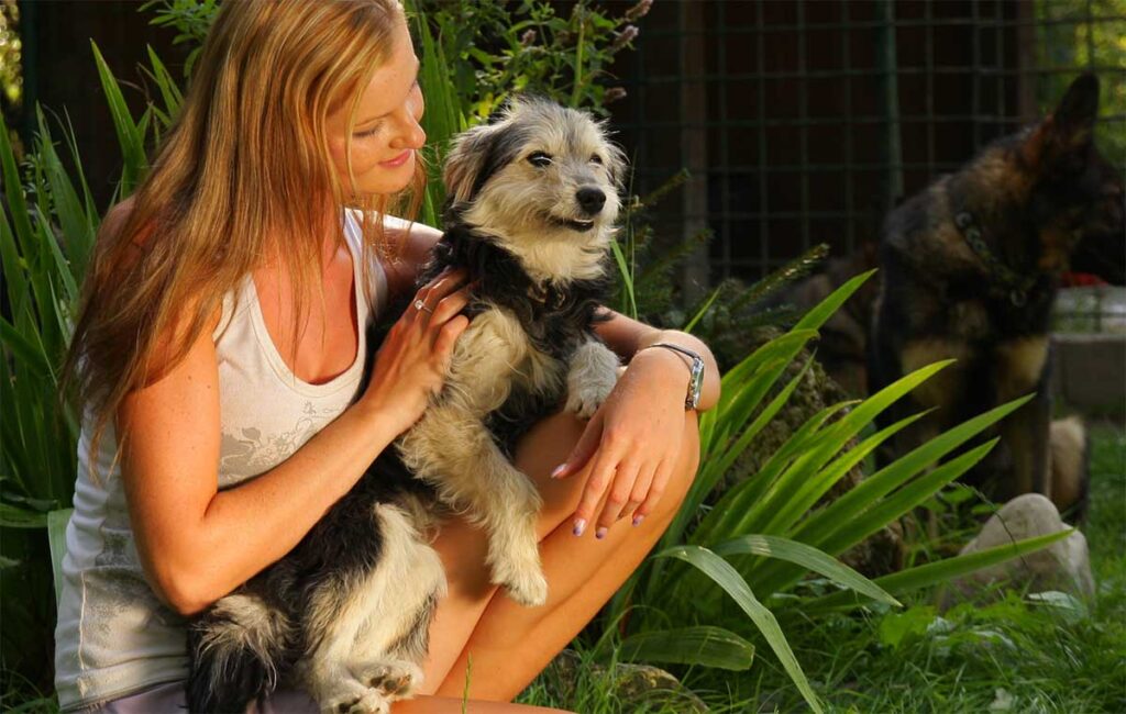 Dog sitting on owner's lap