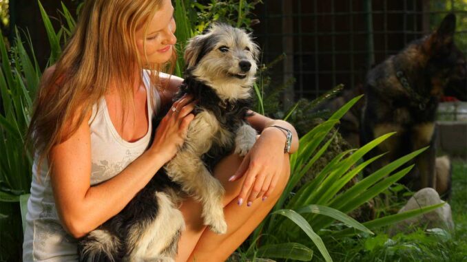 Dog sitting on owner's lap