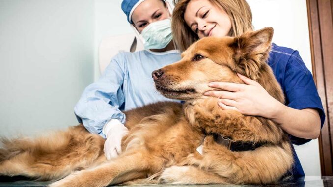 Dog with two veterinarians
