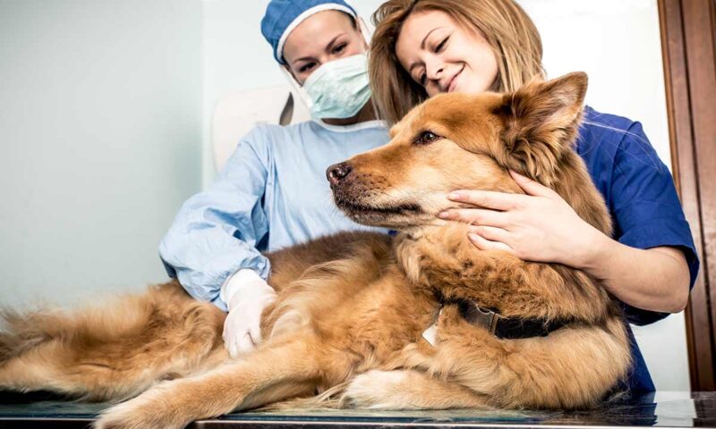 Dog with two veterinarians