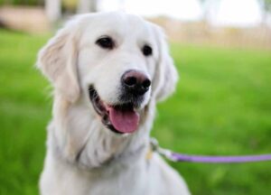 My Dog is Vomiting but Acting Normal: What Could it be?