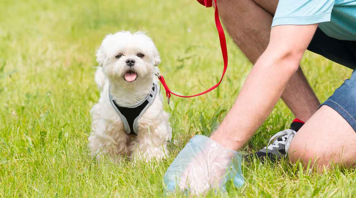 Dog with Diarrhea But Acting Normal: 7 Easy Tips from a Vet