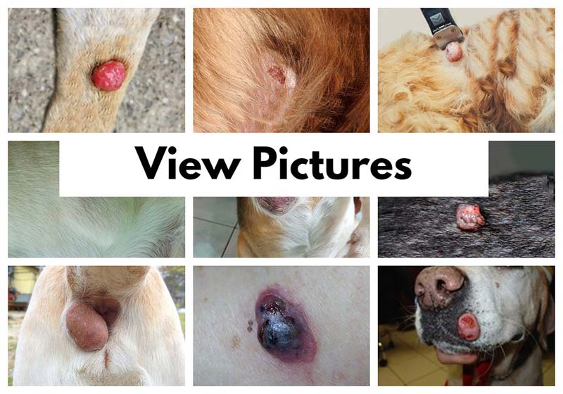 pictures of dog tumors, cysts, lumps and warts