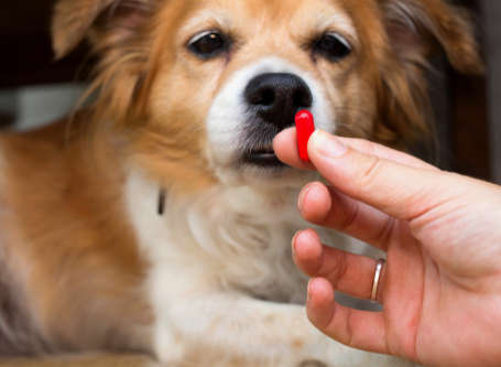 dog being given a red pill