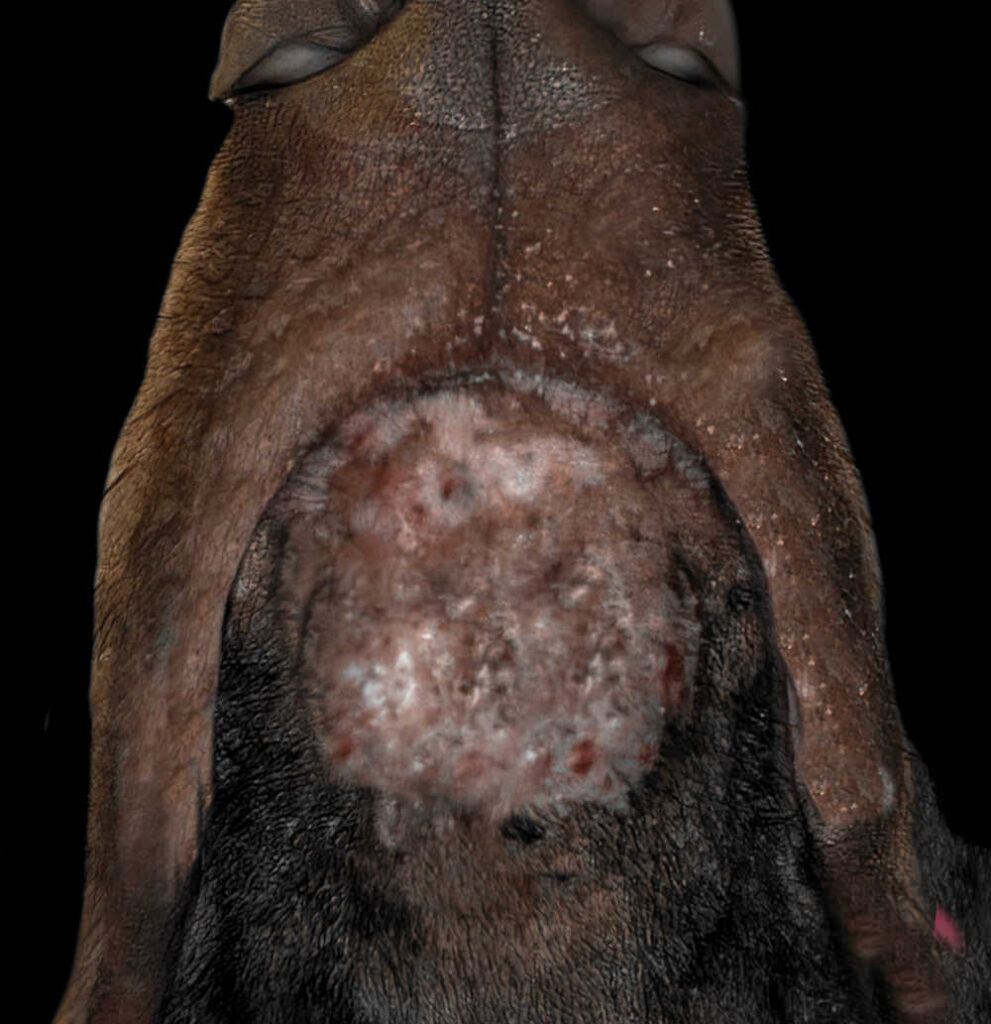 can dogs get acne on their back