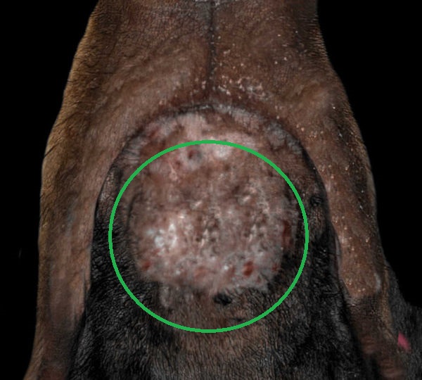 Pictures Of Dog Acne And Pimples A Vet Explains What To Do