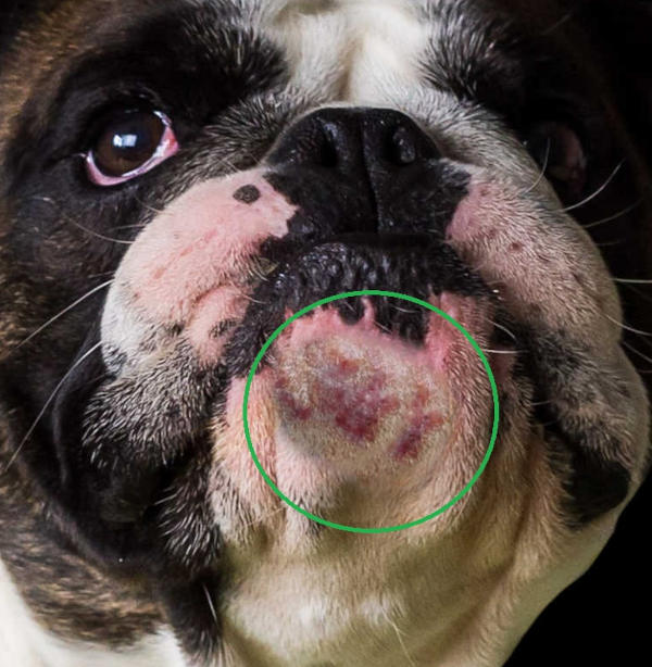 closeup of mild acne on a dog's chin