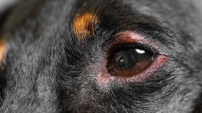 dog with pink eye