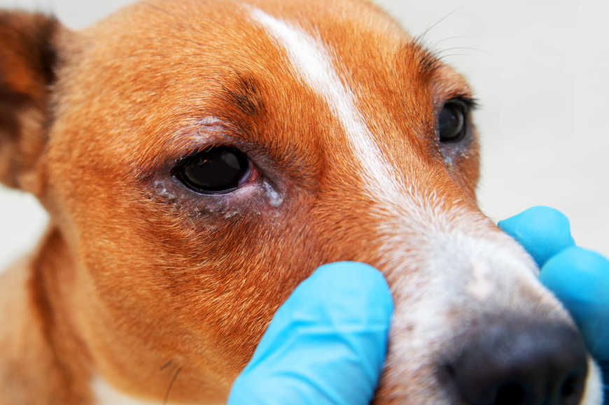 dog with conjunctivitis in eyes