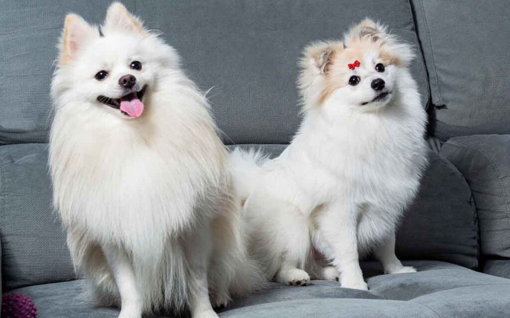 two white Pomeranians on a couch