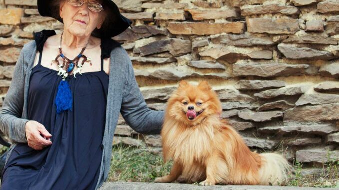 pomeranian with senior woman