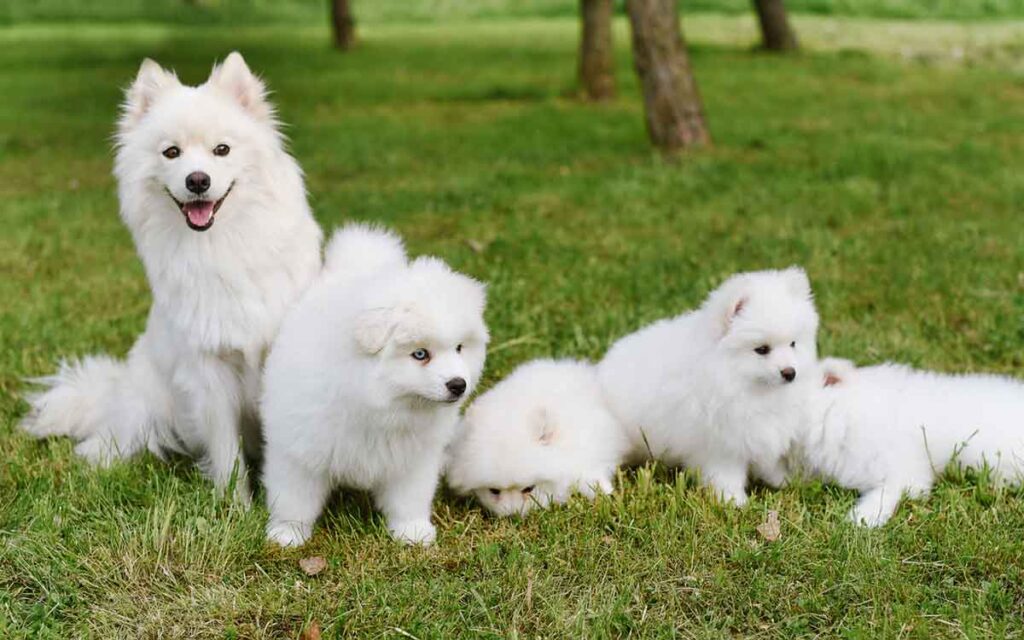 pomsky family of dogs