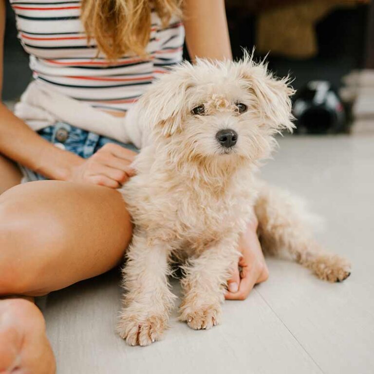 Are Miniature Poodle Dogs Good for Seniors?