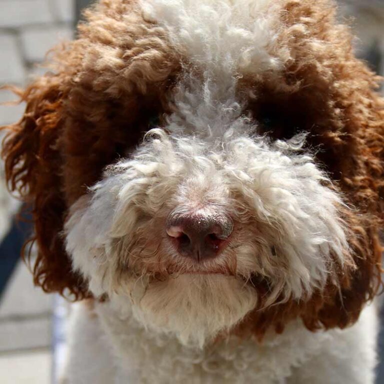 Are Miniature Poodle Dogs Good for Seniors?