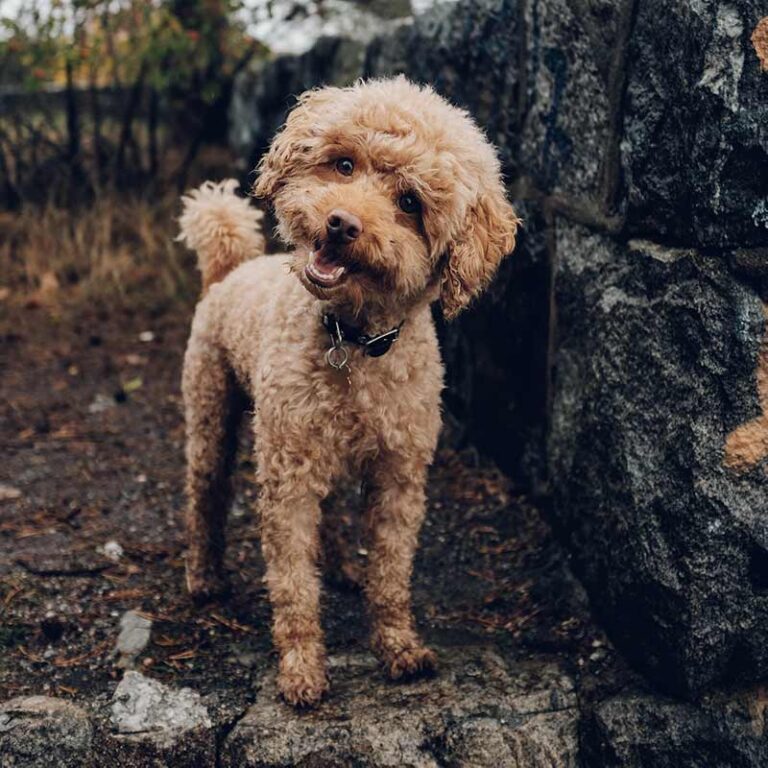 Are Miniature Poodle Dogs Good for Seniors?