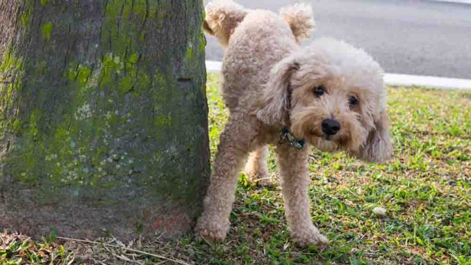 poodle peeing on a tree in park