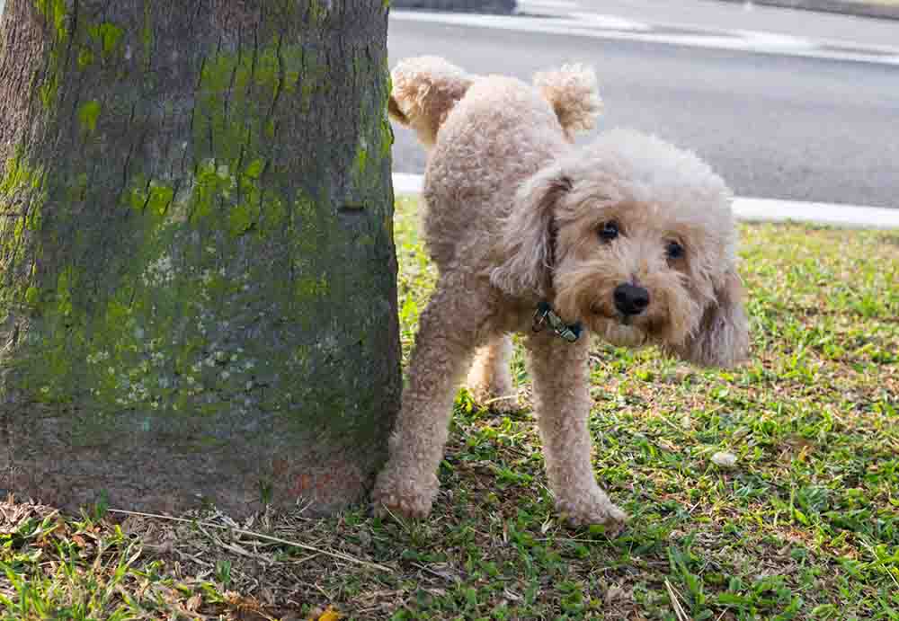poodle peeing on a tree in park