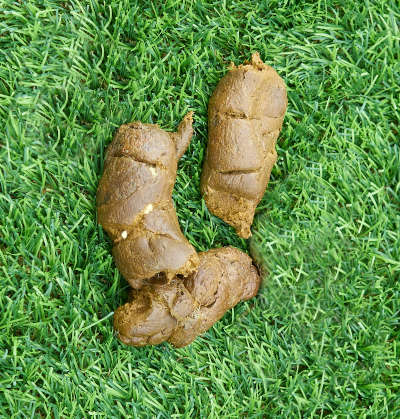 Tiny white things 2024 in dog poop