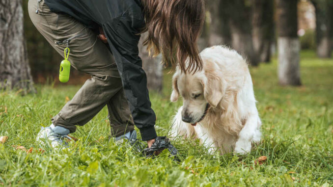 dog picking up after dog at the park