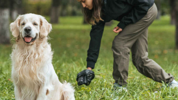 owner picking up after the dog at the park