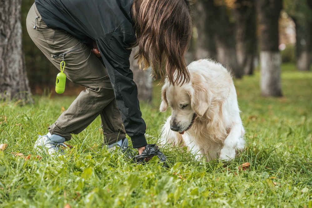 dog owner picking up the dog's poop at the park