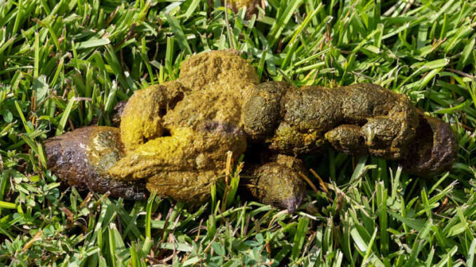 yellow dog poop on grass