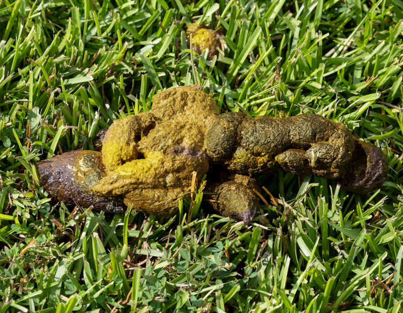 yellow dog poop on grass