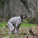 Home Remedies For Dog Poop That Looks Like Jelly With Blood