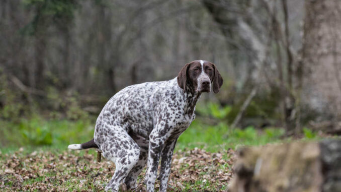 dog pooping in park