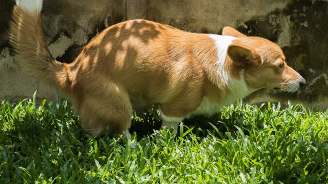 corgi pooping on grass in a garden with sunshine