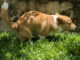 corgi pooping on grass in a garden with sunshine