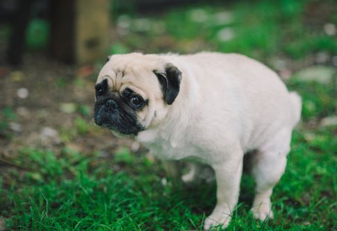 pug straining to poop at the park