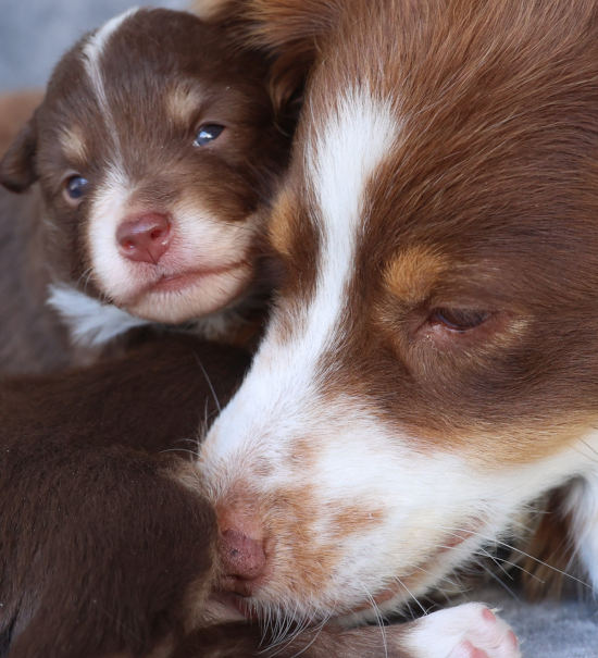 Cute picture of a mom dog with her puppy