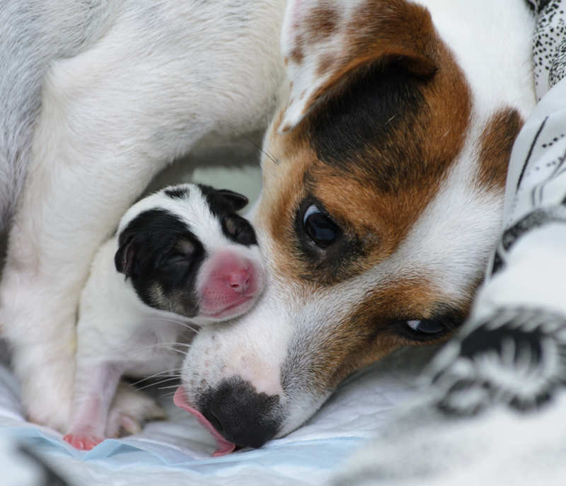 pregnant dog cuddling up to a new puppy