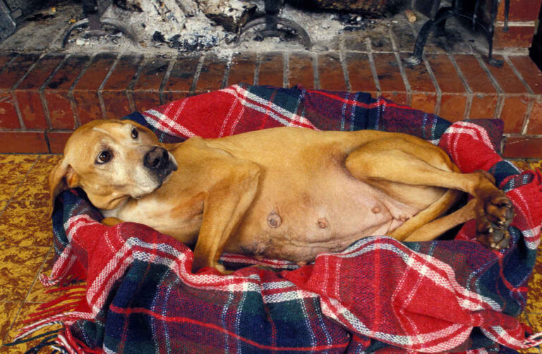 Is My Dog Pregnant? Early Signs and Home Tests to Find Out [Vet Advice]
