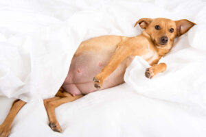 Vaginal Discharge in a Pregnant Dog: When it is OK, When to Worry (Week by Week)