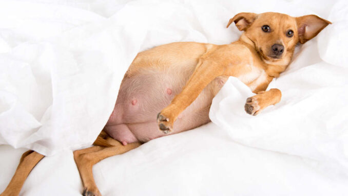 pregnant Terrier mix laying in bed in white sheets