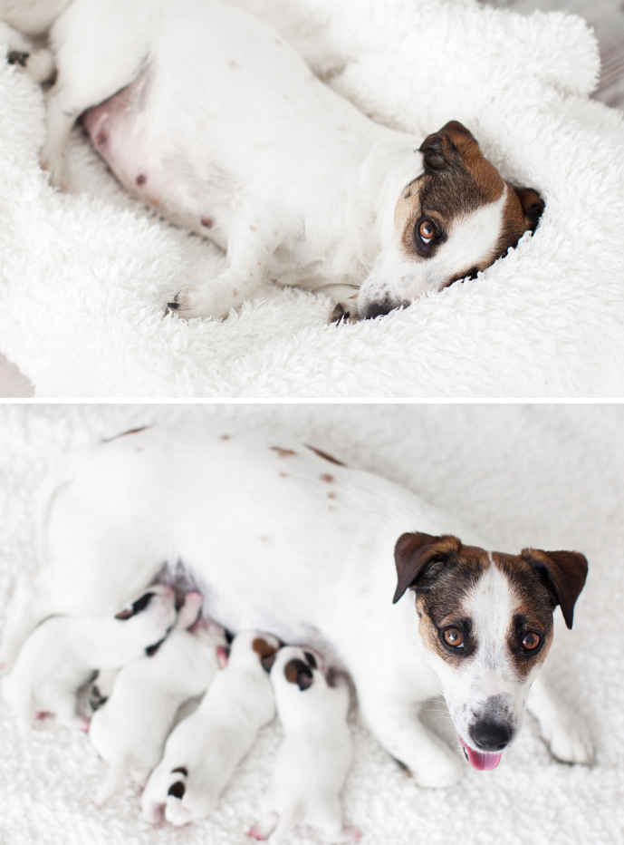 pregnant dog before and after pictures