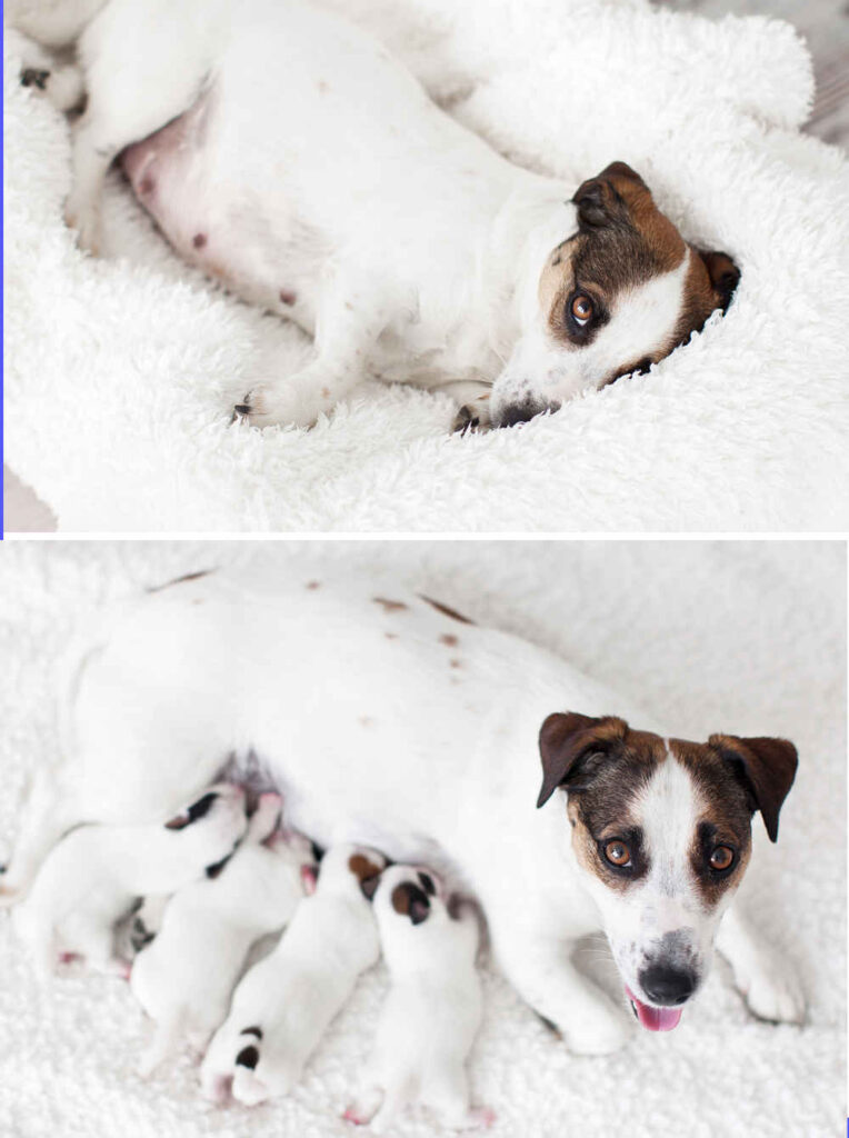 pregnant dog in last week, before and after birth