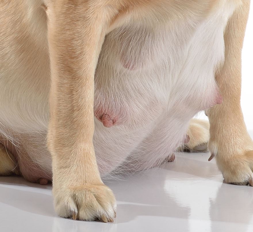 Closeup pictures of the belly of a pregnant labrador retriever, with a focus on enlarged pink nipples