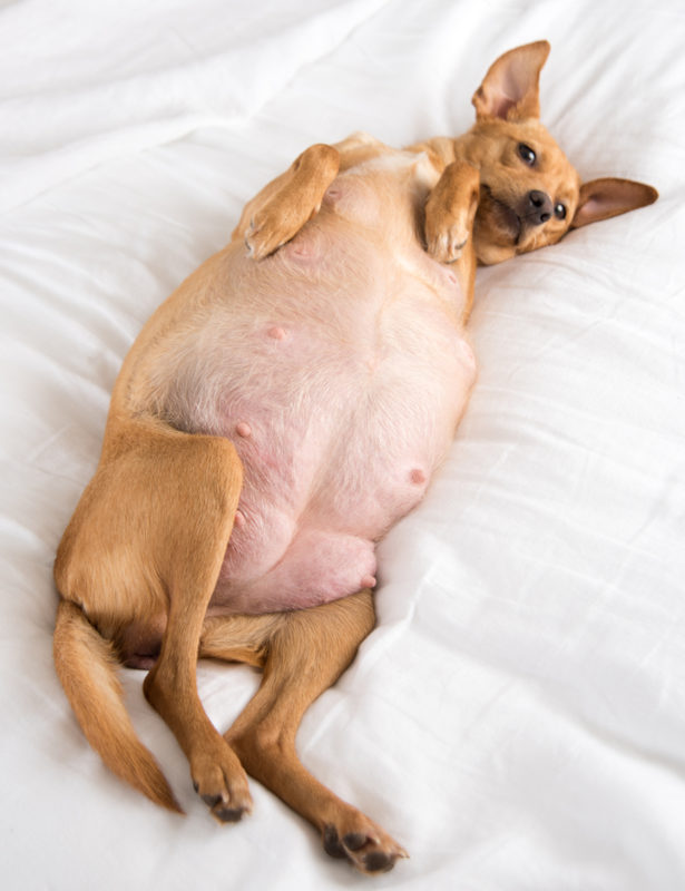 Pregnant dog in week 9, resting on a bed