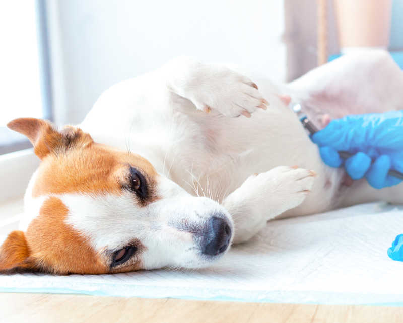 5-week pregnant dog laying on her back at the veterinarian office