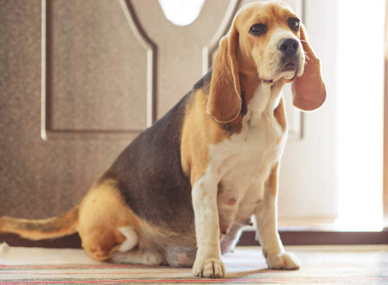 7-week pregnant dog sitting and waiting inside a house in front of a door