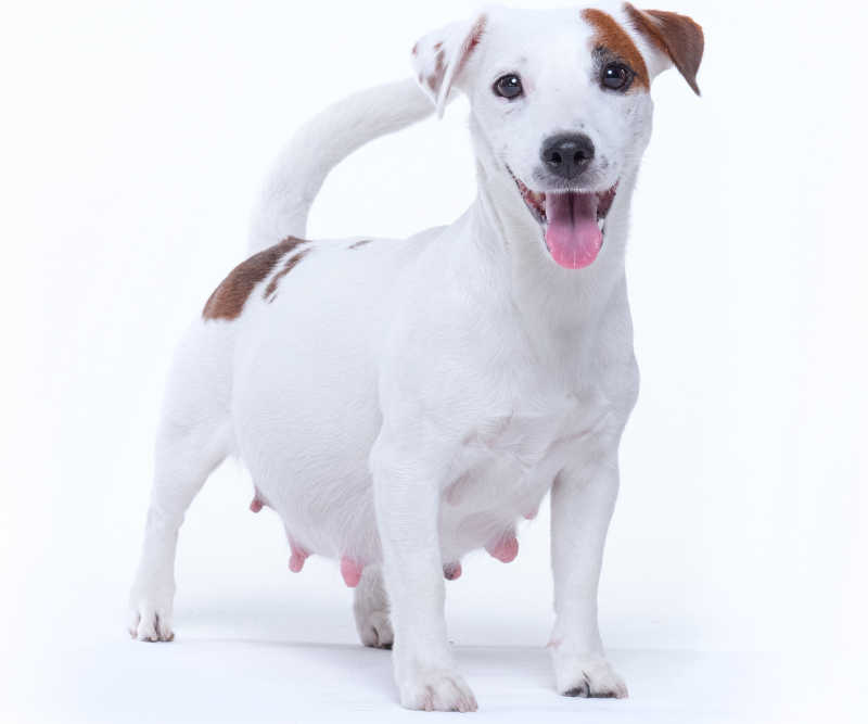 Pregnant dog in week 8 on a white background, smiling