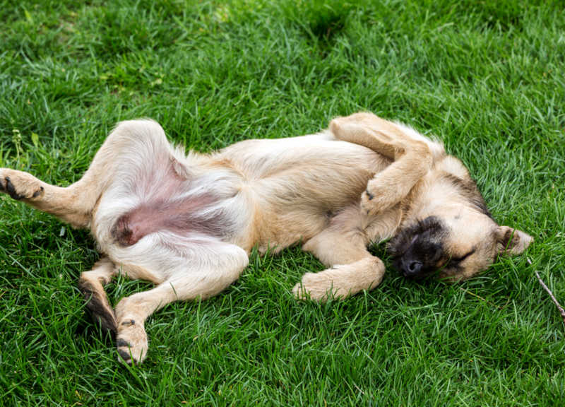 1-week pregnant dog laying down on grass