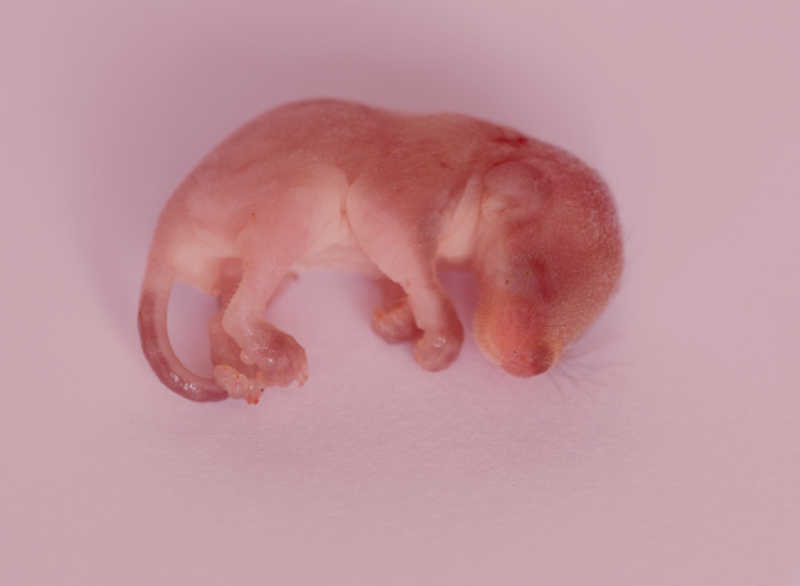 fetus of puppy at week 5