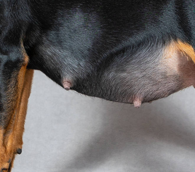Pregnant black miniature pinscher dog (closeup of the dog's belly)
