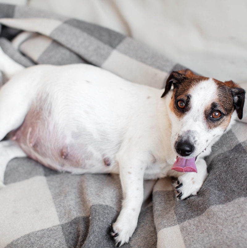 Pregnant dog happily resting on bed sheets