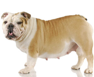 English bulldog in week 4 of pregnancy