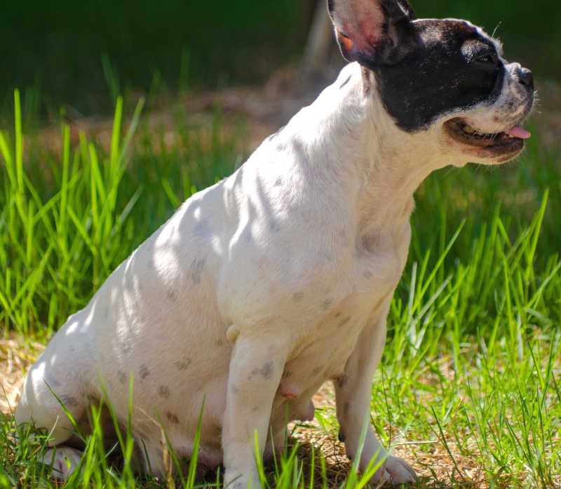 6-week pregnant French bulldog sitting on grass